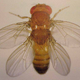 Image for article titled Mutant fruit fly names range from fun to disturbing